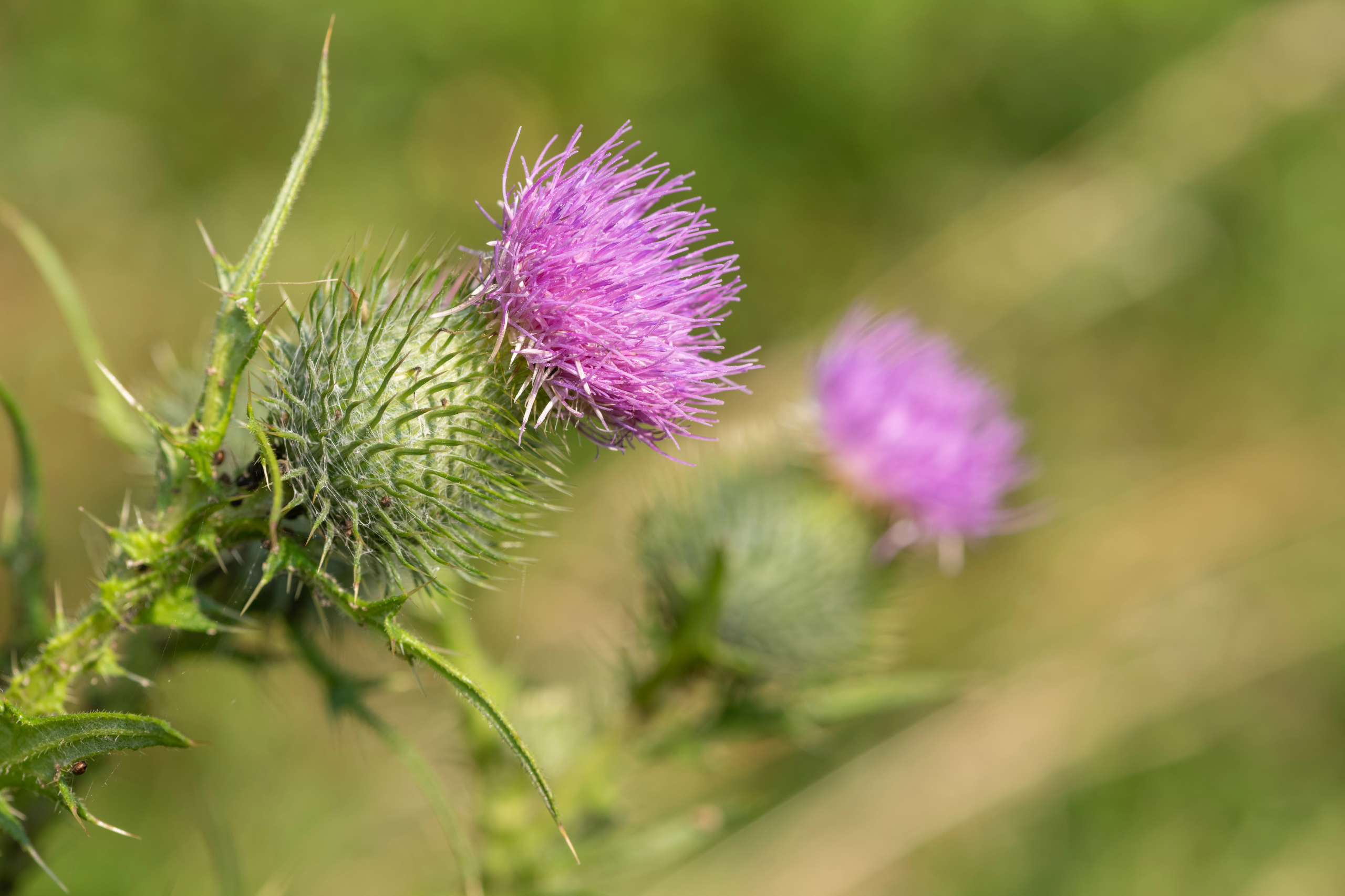 Milk thistle — natural liver support and whole-body wellness in Baton Rouge