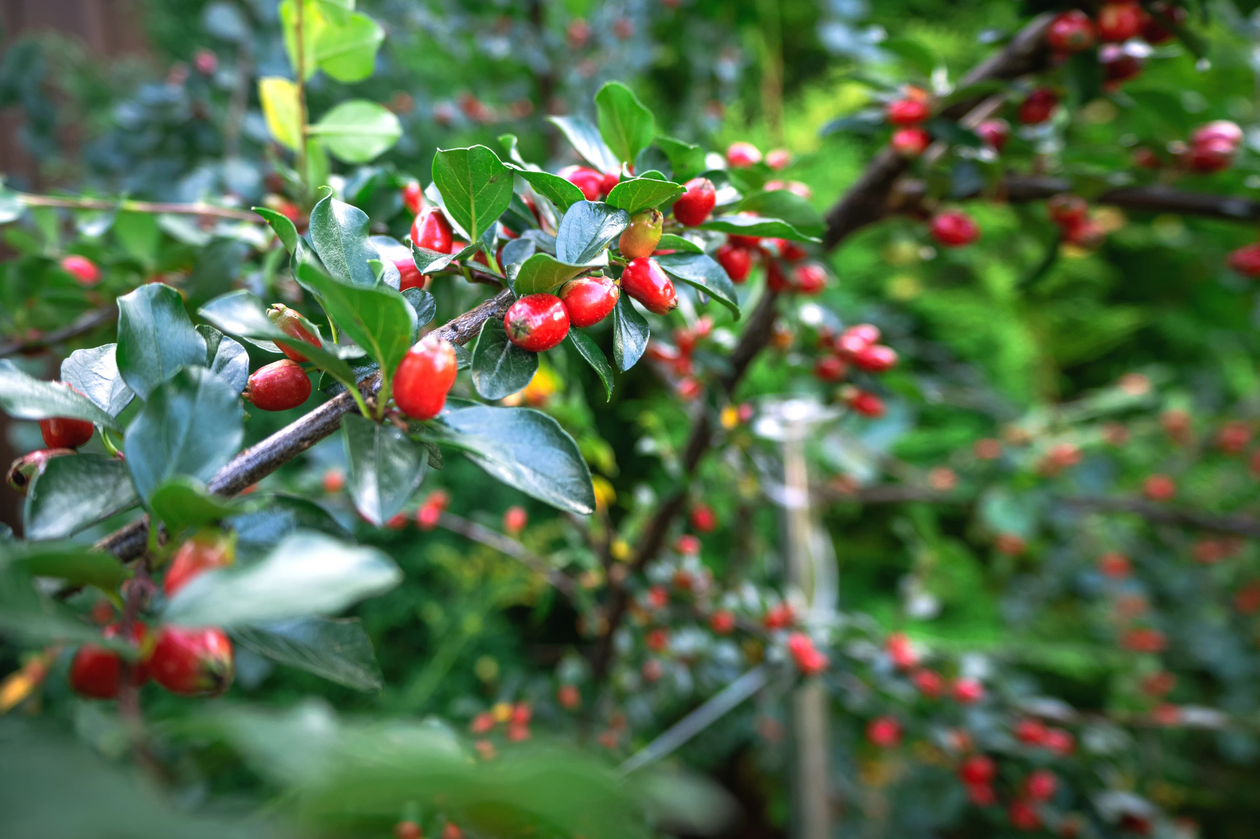 Berberine — natural metabolic support and functional medicine